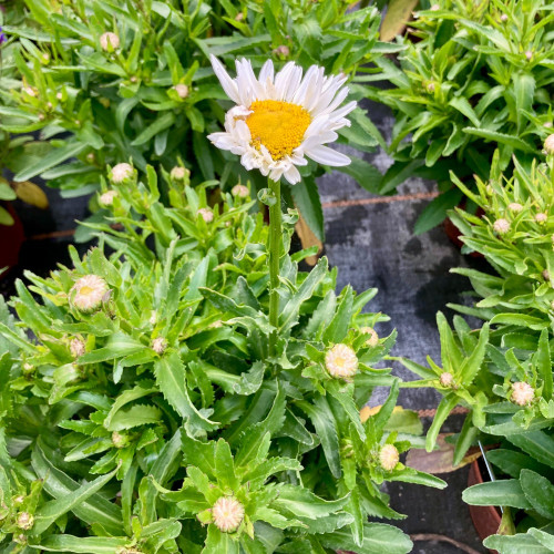 Leucanthemum Maximum Madona Blanc