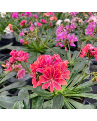 Lewisia Du Siskiyou Rouge