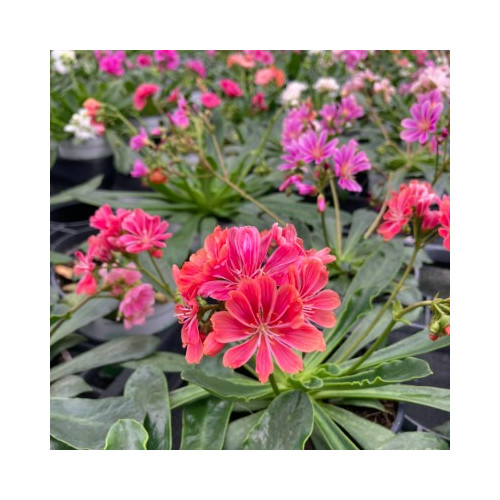 Lewisia Du Siskiyou Rouge