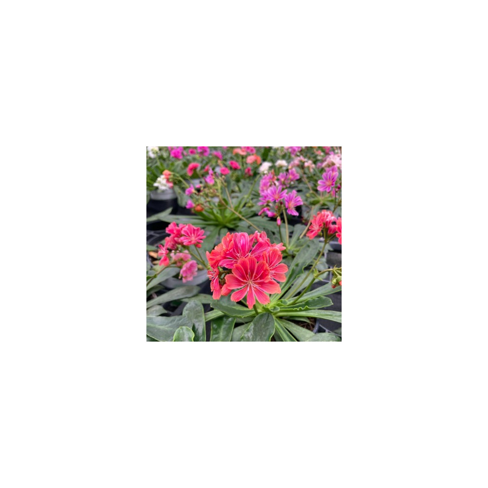 Lewisia Du Siskiyou Rouge