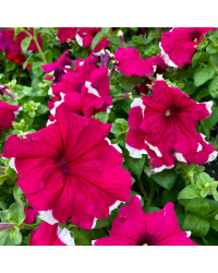 Pétunia Surfinia Retombant Sanguna Picotee Rouge Et Blanc