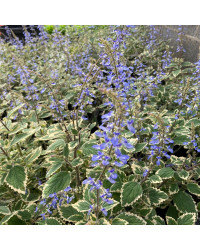 Plectranthus Spire Bleu