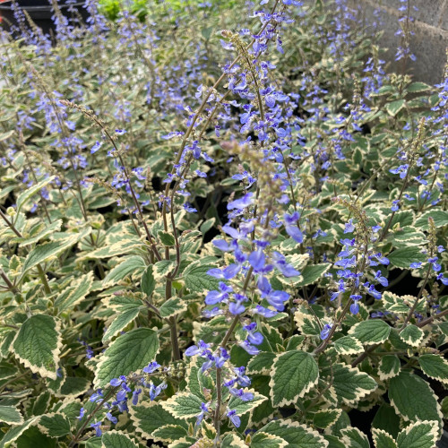 Plectranthus Spire Bleu