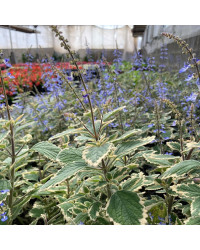 Plectranthus Spire Bleu