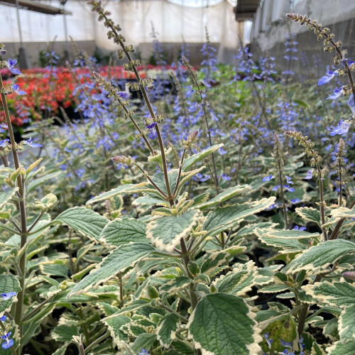 Plectranthus Spire Bleu