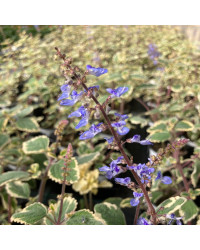 Plectranthus Spire Bleu