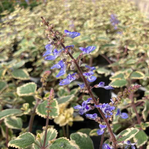 Plectranthus Spire Bleu