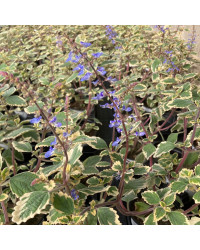 Plectranthus Spire Bleu