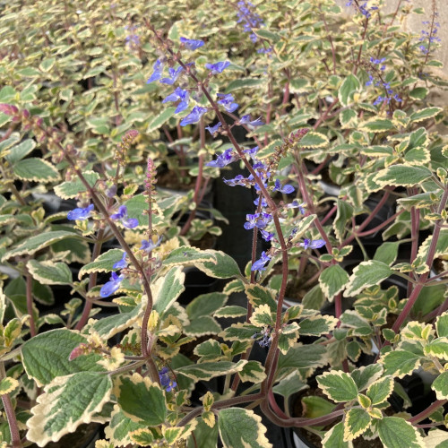 Plectranthus Spire Bleu