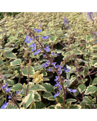 Plectranthus Spire Bleu