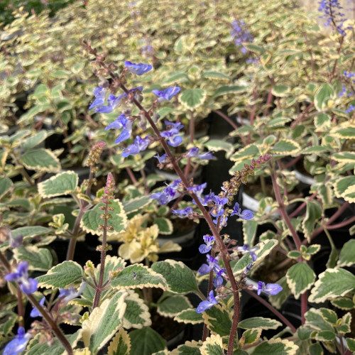 Plectranthus Spire Bleu