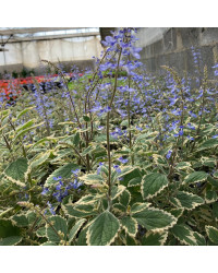 Plectranthus Spire Bleu