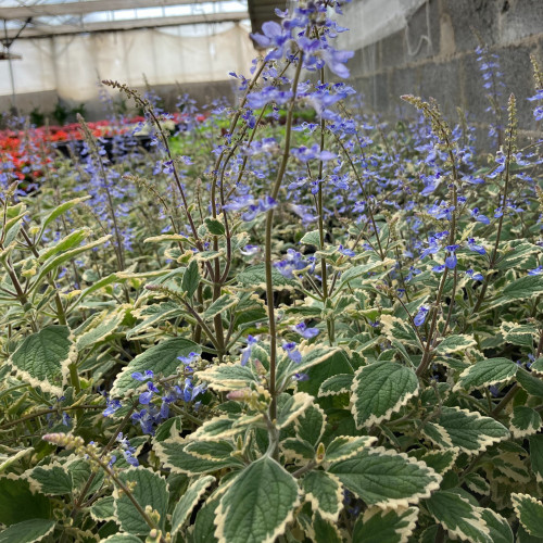 Plectranthus Spire Bleu