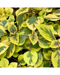 Plectranhus Panaché Vert Et Jaune