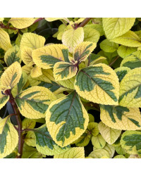 Plectranhus Panaché Vert Et Jaune