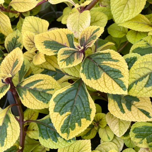 Plectranhus Panaché Vert Et Jaune