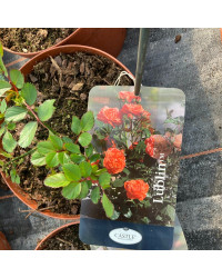 Rosier Castle Lublin Orange