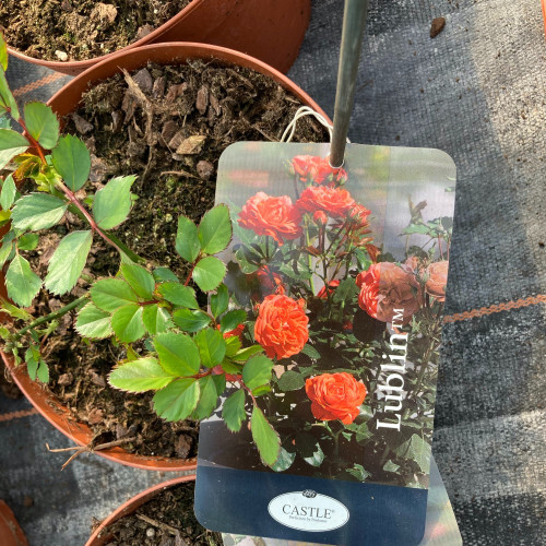 Rosier Castle Lublin Orange