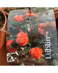 Rosier Castle Lublin Orange