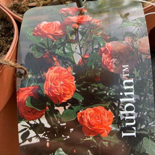 Rosier Castle Lublin Orange
