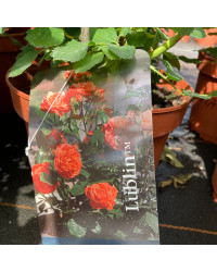 Rosier Castle Lublin Orange