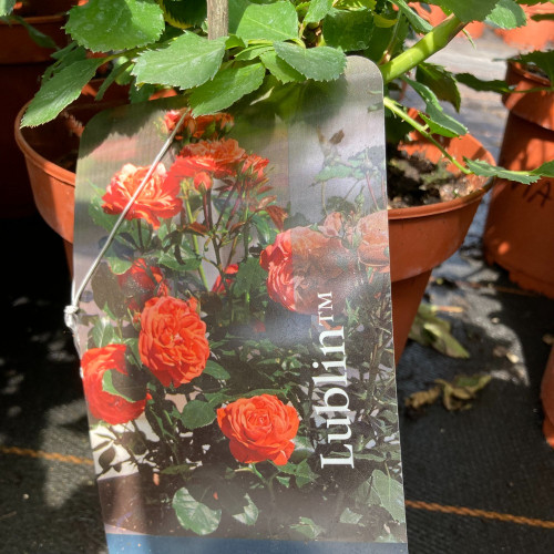 Rosier Castle Lublin Orange