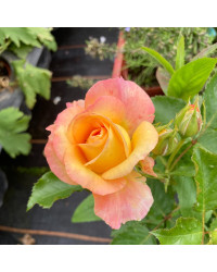 Rosier Castle Lublin Orange