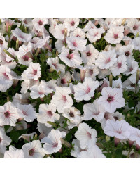 Pétunia Surfinia Retombant Sweetunia Sylverbern Bleu