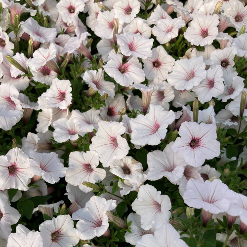 Pétunia Surfinia Retombant Sweetunia Sylverbern Bleu