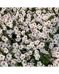 Pétunia Surfinia Retombant Sweetunia Sylverbern Bleu