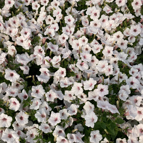 Pétunia Surfinia Retombant Sweetunia Sylverbern Bleu