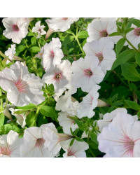 Pétunia Surfinia Retombant Sweetunia Sylverbern Bleu