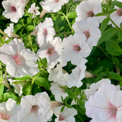 Pétunia Surfinia Retombant Sweetunia Sylverbern Bleu