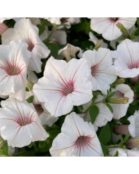 Pétunia Surfinia Retombant Sweetunia Sylverbern Bleu