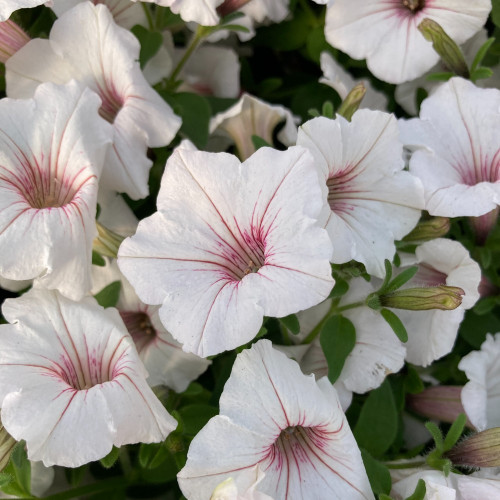 Pétunia Surfinia Retombant Sweetunia Sylverbern Bleu