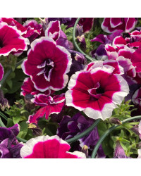 Pétunia Surfinia Retombant Double Magenta Picotee Mauve