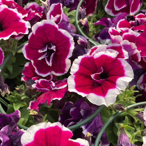 Pétunia Surfinia Retombant Double Magenta Picotee Mauve