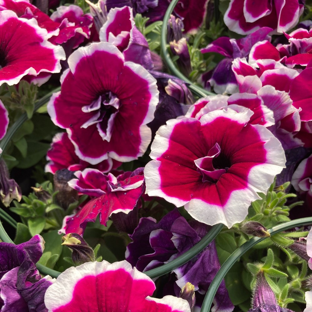 Pétunia Surfinia Retombant Double Magenta Picotee Mauve