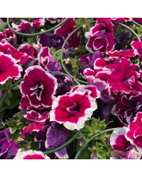 Pétunia Surfinia Retombant Double Magenta Picotee Mauve