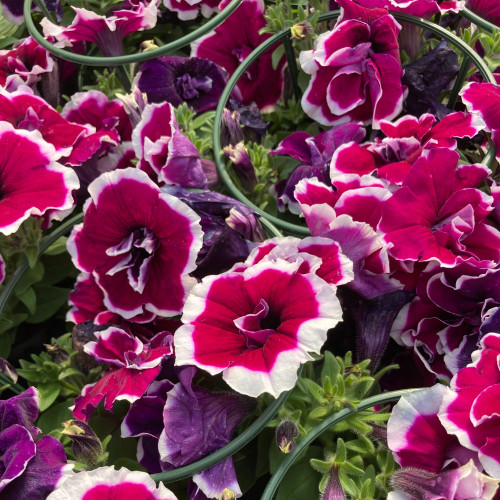 Pétunia Surfinia Retombant Double Magenta Picotee Mauve