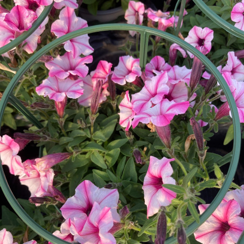 Pétunia Surfinia Retombant Mini Vista Star Rose