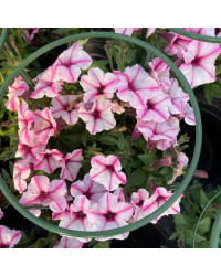 Pétunia Surfinia Retombant Mini Vista Star Rose