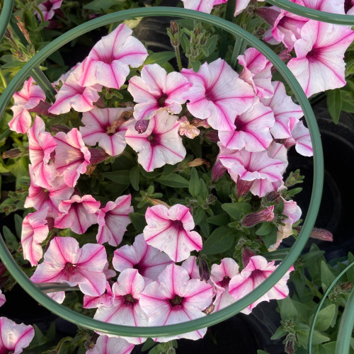 Pétunia Surfinia Retombant Mini Vista Star Rose