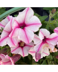Pétunia Surfinia Retombant Mini Vista Star Rose