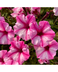Pétunia Surfinia Retombant Raspberry Star Rose Et Blanc