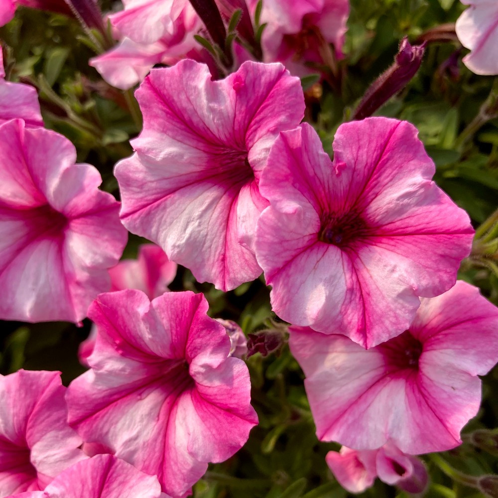 Pétunia Surfinia Retombant Raspberry Star Rose Et Blanc