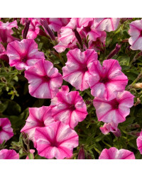 Pétunia Surfinia Retombant Raspberry Star Rose Et Blanc