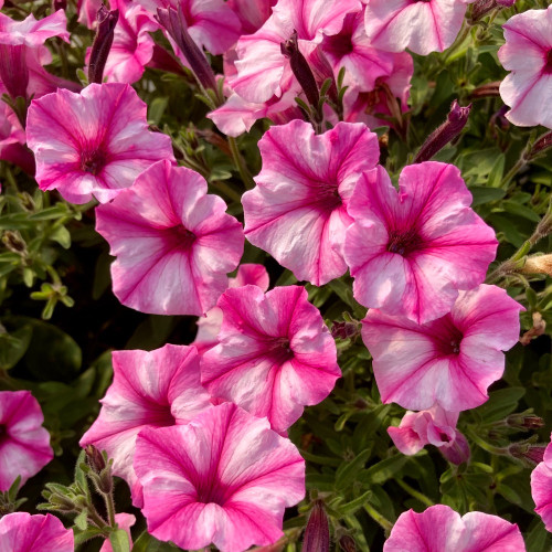 Pétunia Surfinia Retombant Raspberry Star Rose Et Blanc