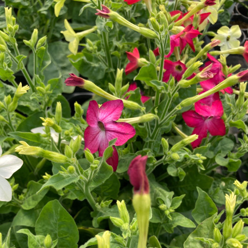 Tabac Nicotiana Rouge