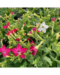 Tabac Nicotiana Rouge